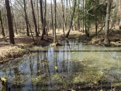 Niedźwiedzia Góra, Tenczynek (gm. Krzeszowice) – pobór prób płazów