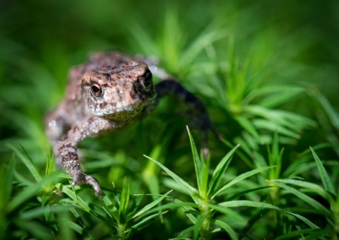 Młoda ropucha szara (Bufo bufo)