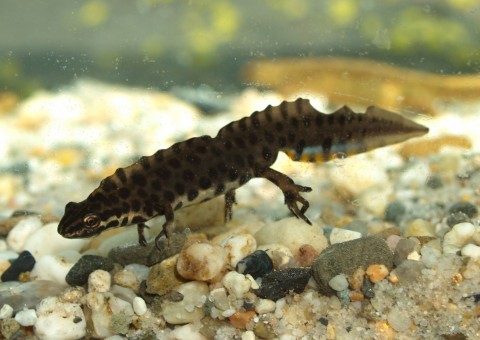 Młoda traszka zwyczajna (Lissotriton vulgaris)