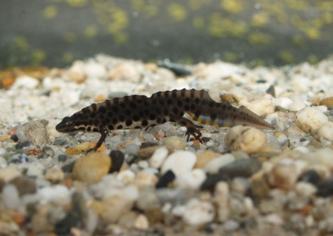 Młoda traszka zwyczajna (Lissotriton vulgaris)