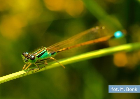 Tężnica wytworna (Ischnura elegans)