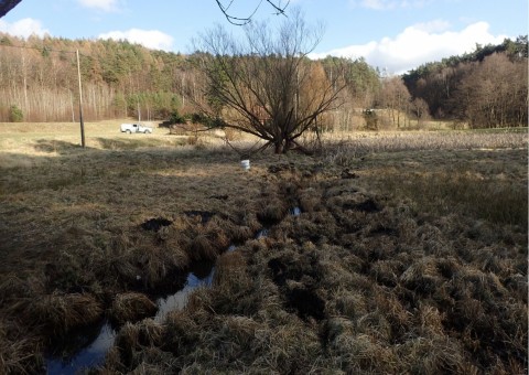 Pobieranie prób i wymazów płazów – Oliwa, Gdańsk