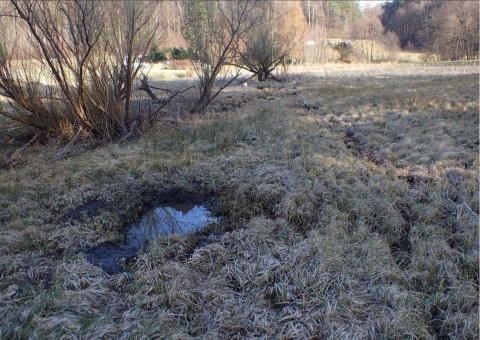Pobieranie prób i wymazów płazów – Oliwa, Gdańsk