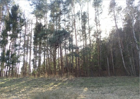 Pobieranie prób i wymazów płazów – Oliwa, Gdańsk