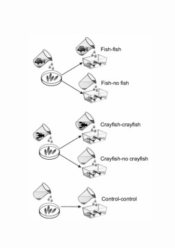 Model eksperymentu_First Record of Microsporidia Infection in the Damselfly Ischnura elegans Larvae: Temperature and Predator Cue Effects on the Host’s Life History