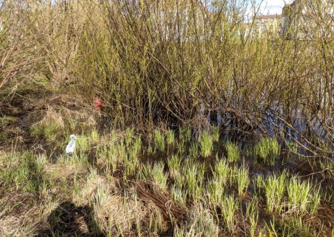 Pobieranie prób wody – Zielony Staw, Gdańsk