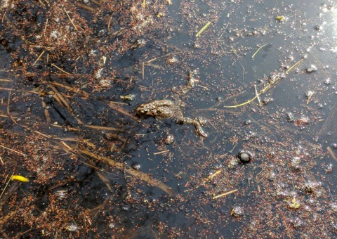 Pobieranie prób wody – Stoki, Łódź