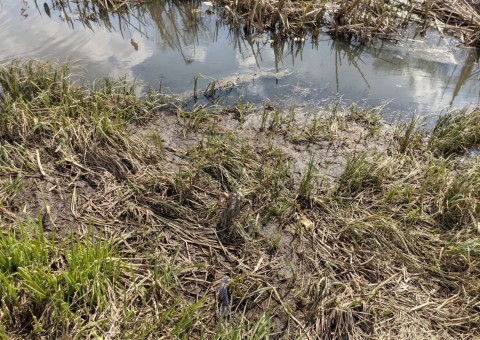 Pobieranie prób wody – Staw Wasiaka, Łódź