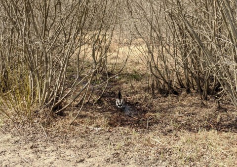 Pobieranie prób wody – Majerowskie Błota, Łódź