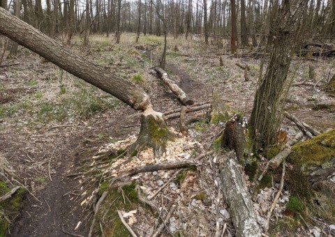 Pobieranie prób wody – okolice Wiśniowej Góry (gm. Andrespol)