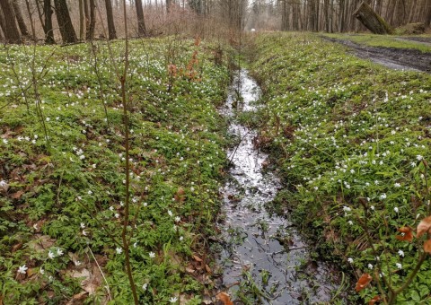 Pobieranie prób wody – okolice Wiączynia (gm. Nowosolna)