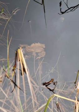 Pobieranie prób wody – Sognsvannputten, Oslo