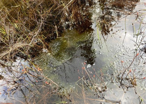 Pobieranie prób wody – Svartputten, Oslo