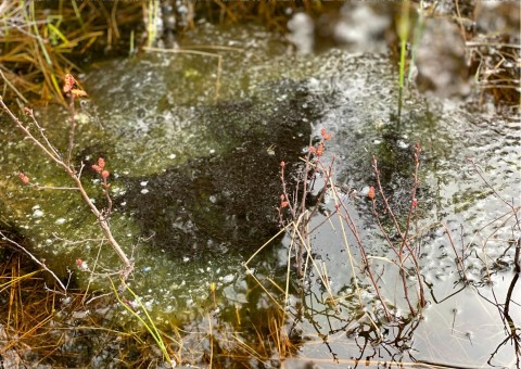 Pobieranie prób wody – Svartputten, Oslo