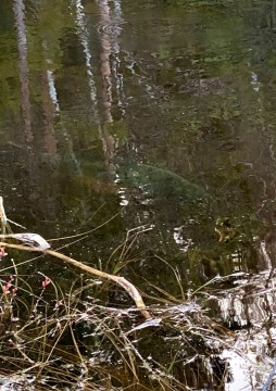 Pobieranie prób wody – Svartputten, Oslo