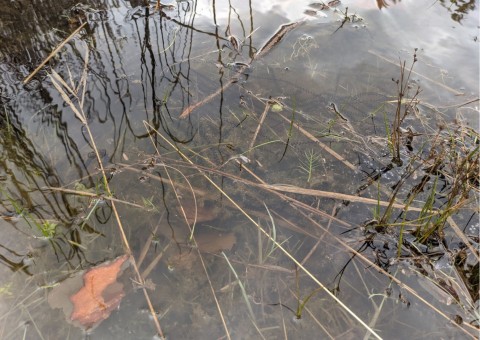 Pobieranie prób wody – Błoto, Niepołomice