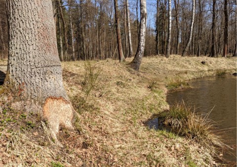 Pobieranie prób wody – Niedźwiedzia Góra, Tenczynek (gm. Krzeszowice)