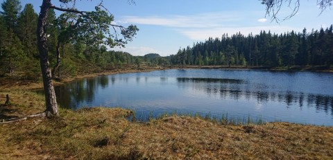 Pobieranie prób wody – Sølvskakkeltjønna, Trondheim