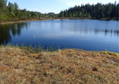 Pobieranie prób wody – Sølvskakkeltjønna, Trondheim