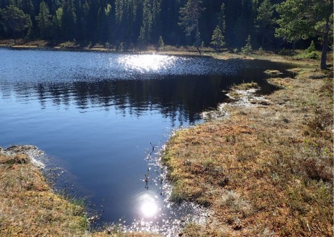 Pobieranie prób wody – Sølvskakkeltjønna, Trondheim