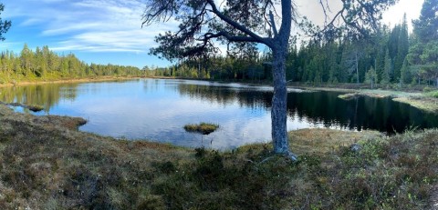 Pobieranie prób wody – Sølvskakkeltjønna, Trondheim