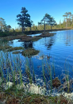 Pobieranie prób wody – Sølvskakkeltjønna, Trondheim