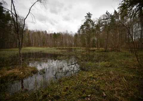 Pobieranie prób i wymazów płazów – Borcz