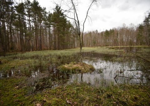 Pobieranie prób i wymazów płazów – Borcz