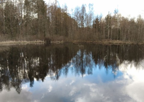 Pobieranie prób i wymazów płazów – Borcz