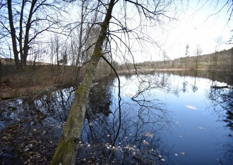 Pobieranie prób i wymazów płazów – TPK, okolice Przetoczyna